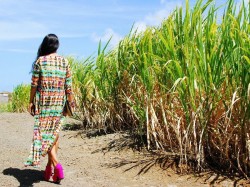 Маврикий - плантации сахарного тростника