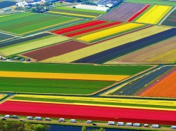 1. Нидерланды - Тюльпановые поля