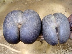 3. Сейшелы - плод Coco de Mer