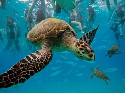 1. Барбадос - морская черепаха