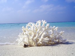 4. Барбадос - кораллы