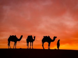 1. Бахрейн - катание на верблюдах