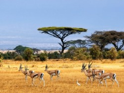 2. Танзанія - нацыянальны парк Сэрэнгэці
