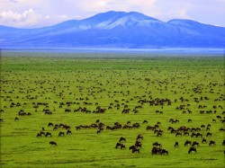 5. Танзанія - міграцыя дзікіх жывёл у Нацыянальным парку Сэрэнгэці