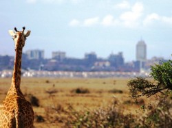 1. Национальный парк Найроби (Кения)