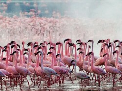 Кенія - Возера Накуру