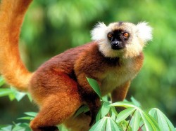 Мадагаскар -лемур