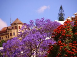 Мадагаскар - цветочные деревья