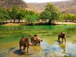 Оман - верблюды