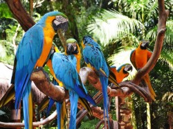 Фоз де Игуасу (Бразилия) - парк птиц в национальном парке Игуасу
