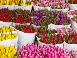 Цветочный рынок Амстердам