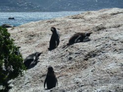 3. Кейптаун - Пингвины в бухте Boulders Beach