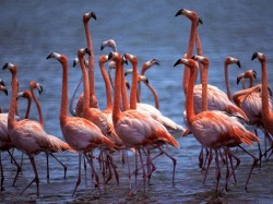 3. Бонайре (Нидерландские Антильские острова и Аруба)- фламинго