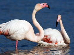 4. Фару - фламинго в Риа-Формоза