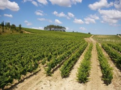 1. Кодали (Франция) - виноградники Бордо