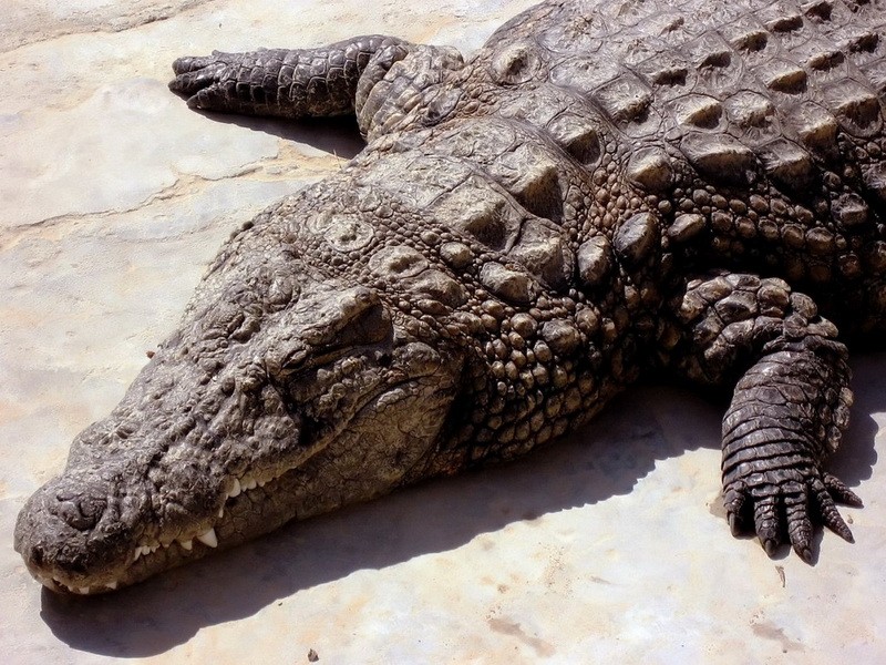 1. Джерба - Заповедник крокодилов 