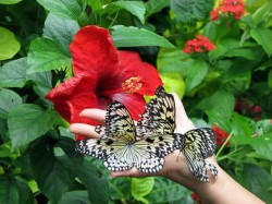 Боракай (Филиппины) - сад бабочек