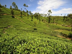 3. Канди (Шри-Ланка) - чайная плантация