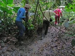 Борнео (Малайзия) - джунгли 