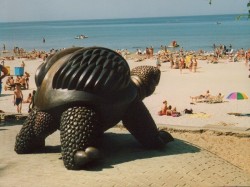 3. Юрмала - Черепаха на пляже Майори