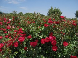 3. Поморией (Болгария) - розы за городом