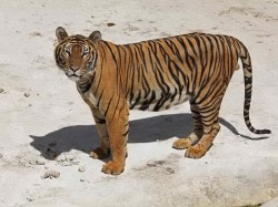 2. Паттайа - тигровый зоопарк в Си Рача