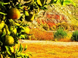 1. Пелопоннес-Илия - фруктовые деревья в окрестностях озера Кайафа