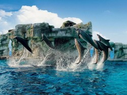 4. Римини (Италия) - дельфинарий