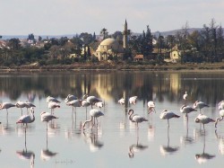 Ларнака (Кипр) - озеро с фламинго