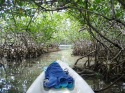 1. Бока-Чика (Доминикана) - мангровые заросли Ла-Матики