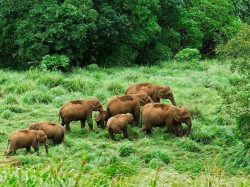 Керала (Индия) - слоны