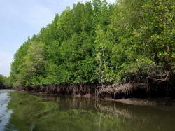 1. Ланкгави (Малайзия) - мангровые леса