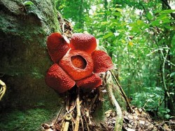 3. Ланкгави (Малайзия) - цветущая Раффлезия