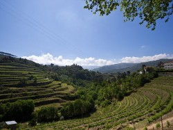 Португалия - виноградники
