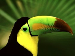 Коста-Рика - попугай