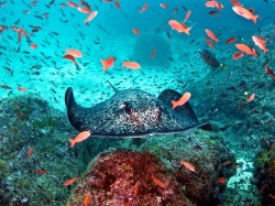 Коста-Рика - подводный мир