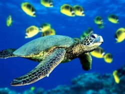Коста-Рика - морская черепаха