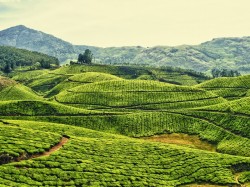 Коста-Рика - кофейные плантации