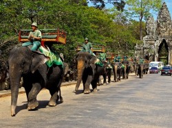 Камбоджа - Слоны