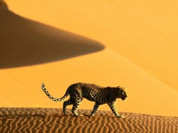 Намибия - леопард