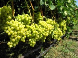 Намибия - виноградники