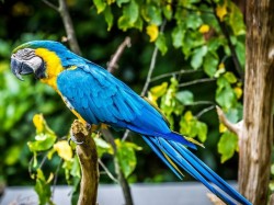 Панама - попугай