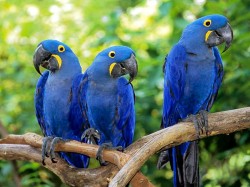 Парагвай - попугаи