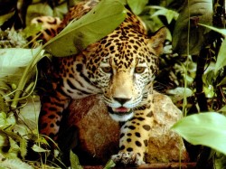 Парагвай - леопард