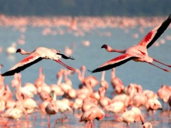 Парагвай - фламинго