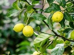 Парагвай - лимоны