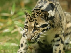 3. Тайвань - тайваньский дымчатый леопард