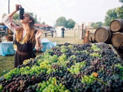 Сербия - Сбор винограда в Смедерево