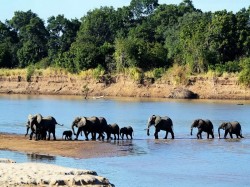 Замбия -  Слоны