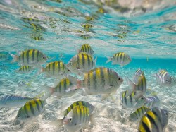 Кирибати - Рыбки